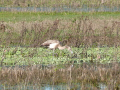 Phoenicopterus chilensis