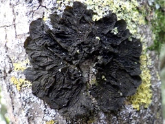 Collema subnigrescens