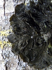 Collema subnigrescens