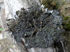 Collema subnigrescens