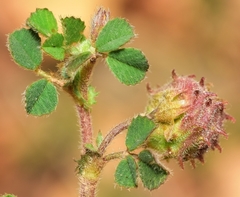 Medicago rigidula
