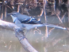 Motacilla clara