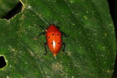 Iphiclus sexpunctatus