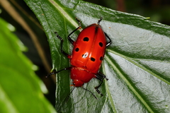 Iphiclus sexpunctatus