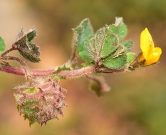 Medicago rigidula