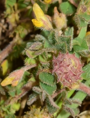 Medicago rigidula