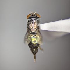 Notogramma purpuratum