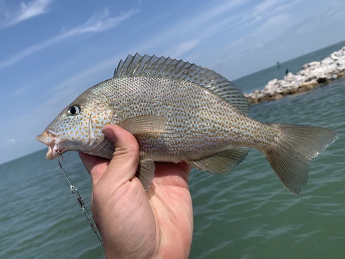 Pigfish (Orthopristis chrysoptera) — Haemulidae