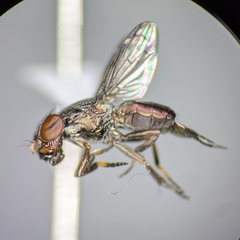 Notogramma purpuratum