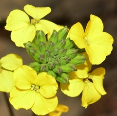 Erysimum nevadense
