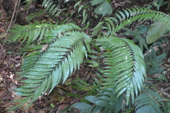 Chamaedorea tepejilote