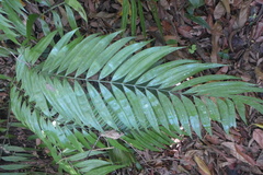 Chamaedorea tepejilote