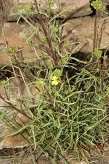 Erysimum nevadense