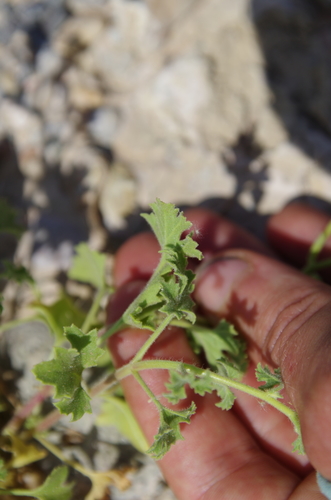 Image of Laphamia parryi by (c) Eric Knight, some rights reserved (CC BY)