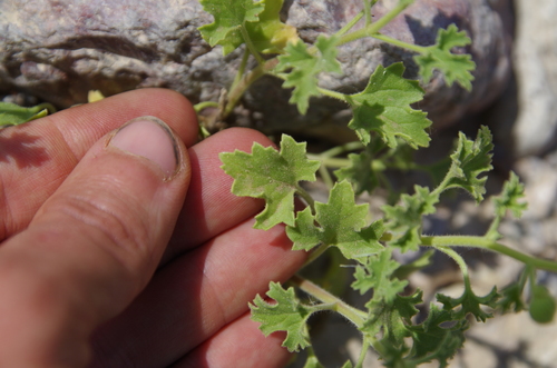 Image of Laphamia parryi by (c) Eric Knight, some rights reserved (CC BY)