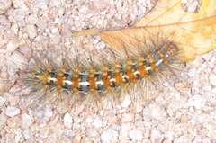 Paracles deserticola