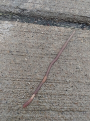 Lumbricus terrestris