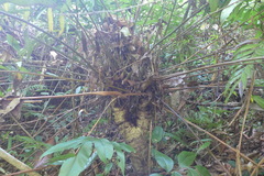Zamia fairchildiana