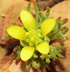 Ceratocephala falcata