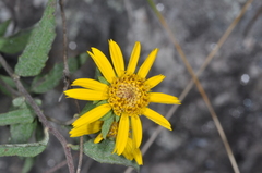 Dimerostemma aspilioides