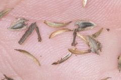 Dimerostemma aspilioides