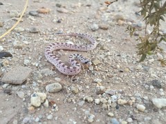 Phyllorhynchus decurtatus