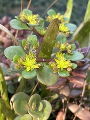 Sedum tetractinum