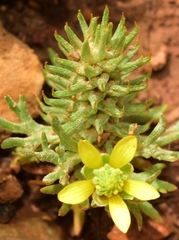 Ceratocephala falcata
