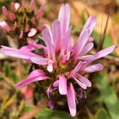 Astragalus glaux