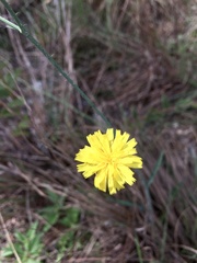 Hieracium commersonii