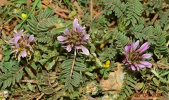 Astragalus glaux