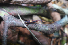 Arrhenodes