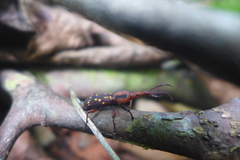Arrhenodes