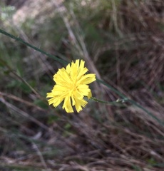 Hieracium commersonii