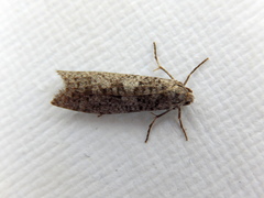 Lepidoscia euryptera