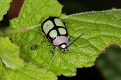 Omophoita octoguttata