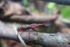 Arrhenodes