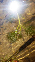 Ranunculus trichophyllus trichophyllus