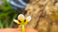 Ranunculus trichophyllus trichophyllus