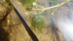 Ranunculus trichophyllus trichophyllus