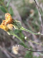 Hieracium commersonii