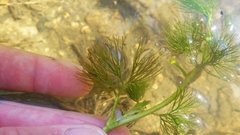 Ranunculus trichophyllus trichophyllus
