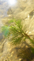 Ranunculus trichophyllus trichophyllus
