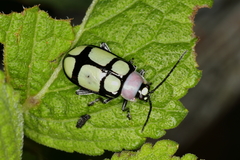 Omophoita octoguttata