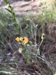 Hieracium commersonii