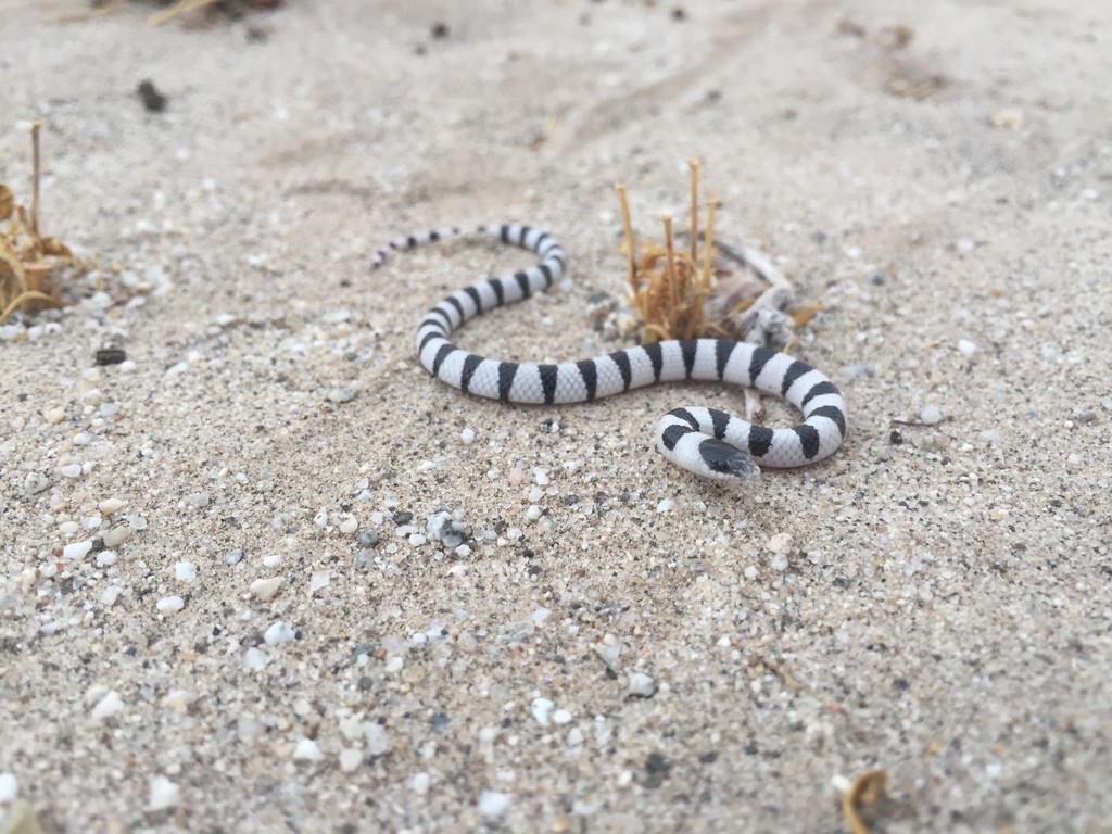 Colorado Desert Shovel-nose Snake