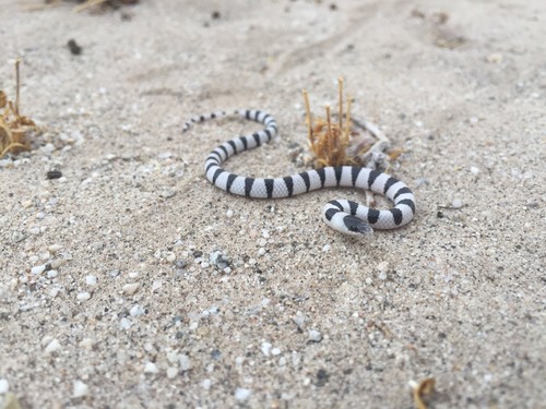 Colorado Desert Shovelnose Snake, Sonora annulata