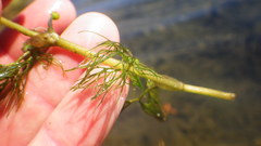 Ranunculus trichophyllus trichophyllus