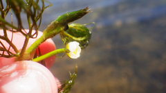 Ranunculus trichophyllus trichophyllus