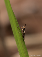 Prochyliza xanthostoma